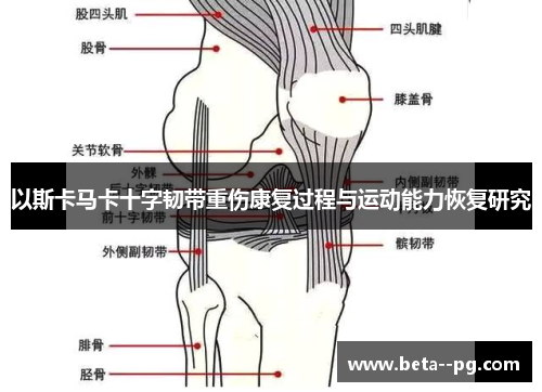 以斯卡马卡十字韧带重伤康复过程与运动能力恢复研究